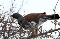 Возвращение глухаря