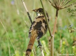 ОРНИТОЛОГИЧЕСКИЕ НОВОСТИ С УЧЕТНОГО МАРШРУТА НА ЯЙЛИНСКОЙ ТЕРРАСЕ И НЕ ТОЛЬКО. Выпуск 7. 2017.