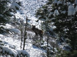 Учёт марала "на реву"