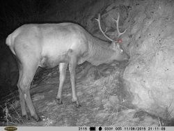 Хочешь иметь крепкие рога – питайся правильно!