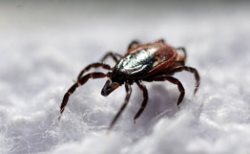 Энцефалитных клещей в Горном Алтае в этом году стало в два раза больше