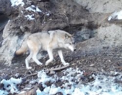 Заметки териолога. Хищники на солонцах