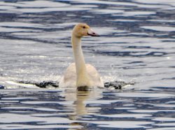 ОРНИТОЛОГИЧЕСКИЕ НОВОСТИ С УЧЕТНОГО МАРШРУТА НА ЯЙЛИНСКОЙ ТЕРРАСЕ И НЕ ТОЛЬКО. Ноябрь 2022