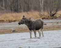 Лосёнок нашёл спасение на заповедной территории