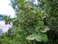 Заметки дендролога. Кизильник