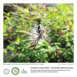 Фотовыставка  «Восьминогие охотники  окрестностей Золотого озера»