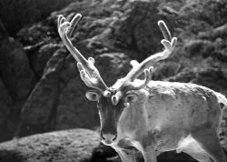 В Горном Алтае дикий лесной северный олень сохранился только в Алтайском заповеднике