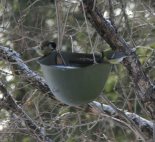 Птичья столовая из старой солдатской каски. Автор - Е.Д. Веселовский