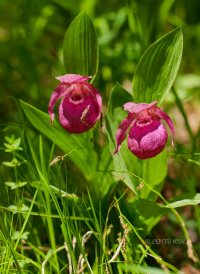 Северная орхидея зацвела намного раньше обычного в Алтайском заповеднике
