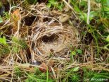 Гнездо пеночки-зарнички. Фото О. Митрофанов