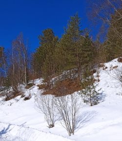 Дыхание весны