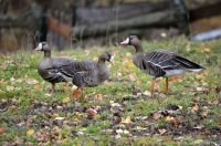 ОРНИТОЛОГИЧЕСКИЕ НОВОСТИ С УЧЕТНОГО МАРШРУТА НА ЯЙЛИНСКОЙ ТЕРРАСЕ И НЕ ТОЛЬКО. Октябрь 2020