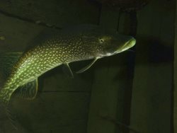 Возвращение хозяйки Алтын-Кёля