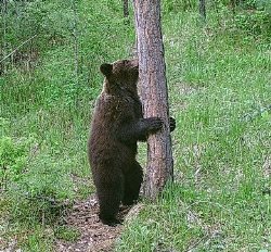 Животный мир Алтайского заповедника в начале лета. Новости фотоловушек.