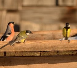 ОРНИТОЛОГИЧЕСКИЕ НОВОСТИ С УЧЕТНОГО МАРШРУТА НА ЯЙЛИНСКОЙ ТЕРРАСЕ И НЕ ТОЛЬКО. Февраль 2024