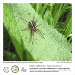 Фотовыставка  «Восьминогие охотники  окрестностей Золотого озера»