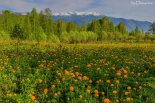 Огоньки в садах Яйлю. Хребет Корбу. Алтайский заповедник