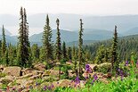 Abies sibirica Ledeb - Пихта сибирская и Aquilegia glandulosa Fisch. ex Link - Водосбор желе-зистый. Фото А. Лотов