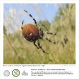 Фотовыставка  «Восьминогие охотники  окрестностей Золотого озера»