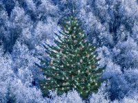 Рождественская ёлка в вашем доме