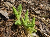 Фенологические заметки. Пробуждение мира растений в Алтайском заповеднике