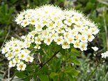 Спирея средняя, Spiraea media  Фото Н. Лащинский