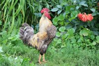 Традиции заповедного Алтая. Алтайский год курицы