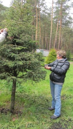Научный сотрудник Алтайского заповедника приняла участие в школе молодых интродукторов