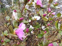 В Алтайском заповеднике зацвёл маральник