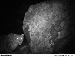 В Республике Алтай выявлен новый очаг обитания снежного барса