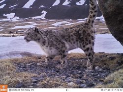 «Пожилой» ирбис Хоргай вновь отметился на хребте Чихачева