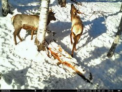 Алтайский заповедник: место где звери и люди живут на одной территории