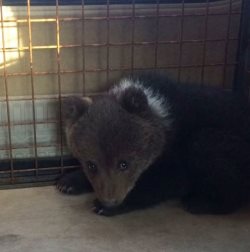 Как медвежонка Машку всем миром спасали