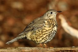 Деряба на зимовке в Алтайском заповеднике