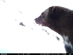 Рассказ о Росомахе - «Воришке» и Друге!