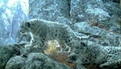 Играющие снежные барсята впервые "попались" в фотоловушку на Алтае