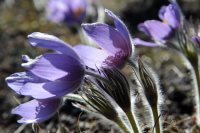 Юбилей сотрудника Алтайского заповедника Алексея Станиславовича Калоши