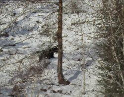 Некоторые медведи в Алтайском заповеднике все ещё не ушли в берлоги