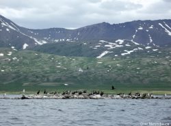 Численность самой высокогорной колонии большого баклана в России увеличилась в 10 раз