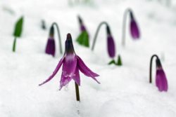 «Живая природа Алтая» в объективе