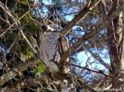 Заключительный выпуск заметок орнитолога в 2017 году от Олега Борисовича Митрофанова