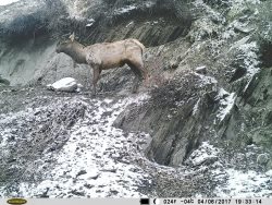 В Алтайском заповеднике копытные продолжают "переодеваться" к лету.