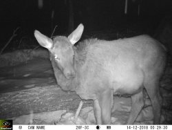 Кто ходит рядом с заповедным кордоном Байгазан. Февраль 2019