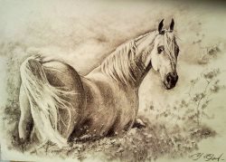 Традиции заповедного Алтая. «Изу тумчукту мал» (с «горячим дыханием»)