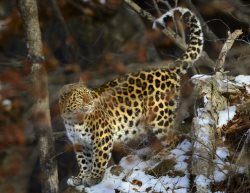 В Приморском крае будет создан Центр реинтродукции дальневосточного леопарда