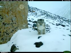 Третье пришествие Гуты, или как мы вместе с пограничниками изучали снежных барсов хребта Чихачева