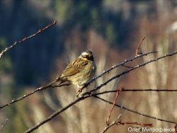 ОРНИТОЛОГИЧЕСКИЕ НОВОСТИ С УЧЕТНОГО МАРШРУТА НА ЯЙЛИНСКОЙ ТЕРРАСЕ И НЕ ТОЛЬКО. Апрель 2018