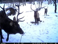 Как живётся маралам в заповеднике?