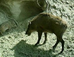 Кабаны. Потомки древней фауны доледникового периода