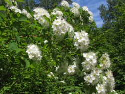 Заметки дендролога. Поговорим о спирее